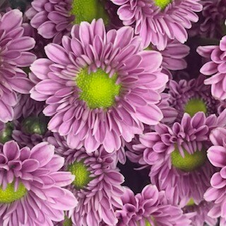 purple daisy